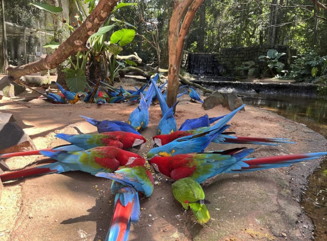 Foz do iguaçu - PR